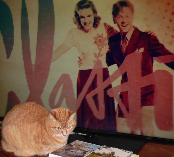 orange tabby cat tv