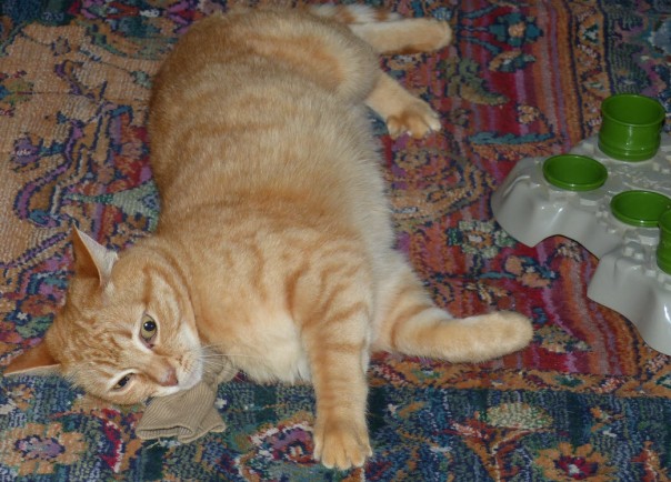 ginger / red / orange tabby cat