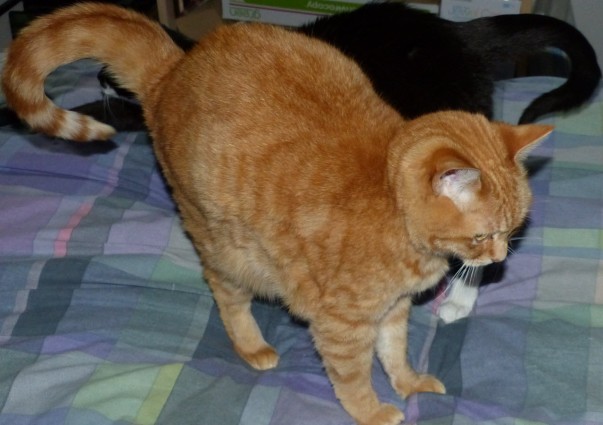 ginger / red / orange tabby cat, tuxedo cat
