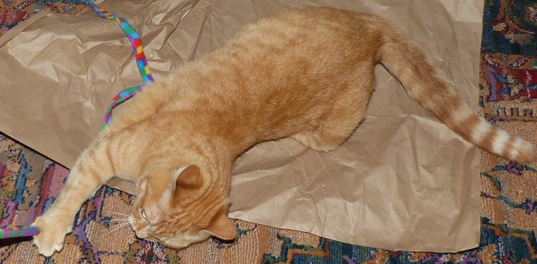 ginger / red / orange tabby cat