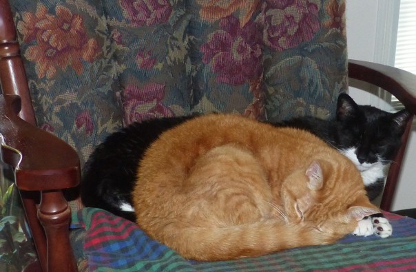 ginger / red / orange tabby cat, tuxedo cat